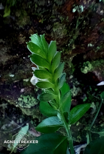 Rungia chinensis, photograph 5