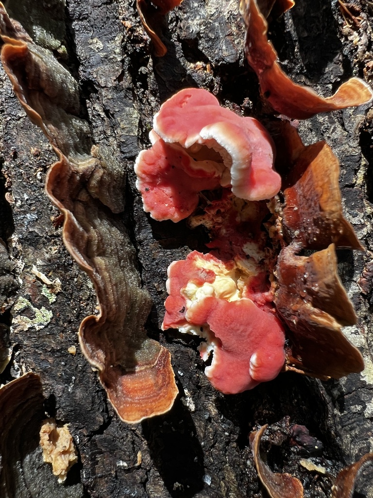 Coral-pink Merulius · August 2026 · photo: Photo: (c) Mark Richman, some rights reserved (CC BY) · iNaturalist