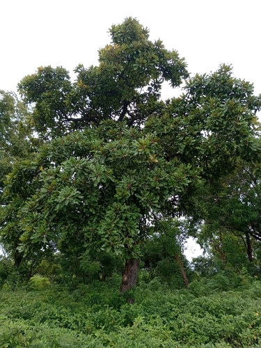 Shea Tree