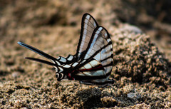 Protographium epidaus fenochionis