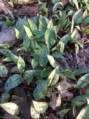 Erythronium americanum