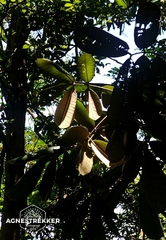 Ormosia pachycarpa