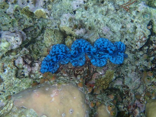 Small Giant Clam — seen at this dive site
