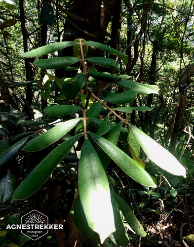 Ormosia pachycarpa, photograph 2