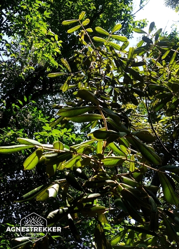 Ormosia pachycarpa, photograph 3