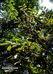 author not stated, no rights reserved Ormosia pachycarpa, photograph author not stated, no rights reserved