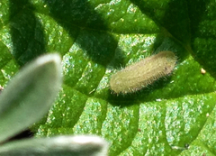 Icaricia icarioides missionensis