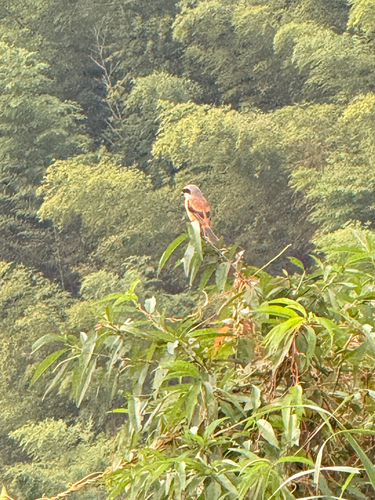 Long-tailed Shrike