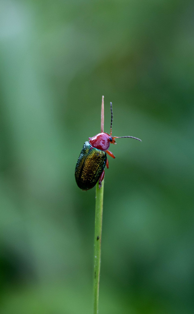 Promecosoma chrysis