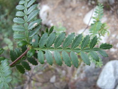 Weinmannia trichosperma