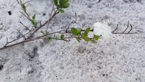 Image of Jacquemontia reclinata by (c) Michelle Smith, some rights reserved (CC BY)