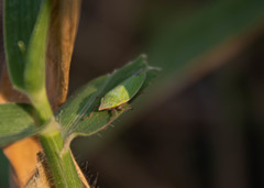 Draeculacephala soluta