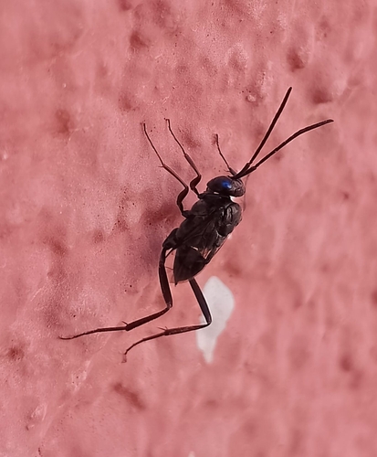 Blue-eyed Ensign Wasp