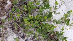 Jacquemontia reclinata