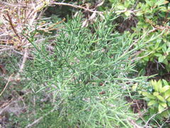 Colletia hystrix