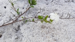 Jacquemontia reclinata