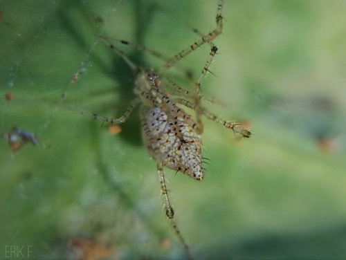 Meotipa pulcherrima