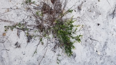 Jacquemontia reclinata