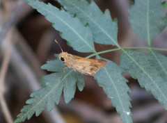 Polites vibex praeceps