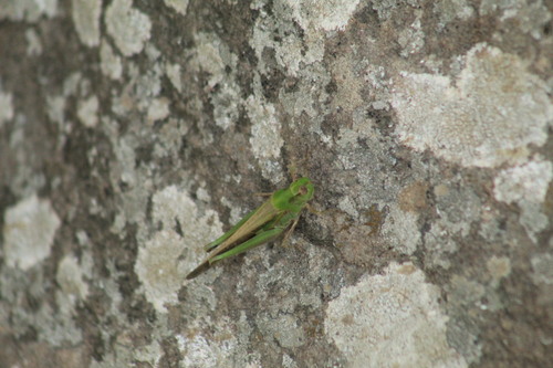 Puissant's Green-winged Grasshopper