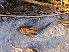 Hypostomus