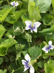 Viola sororia