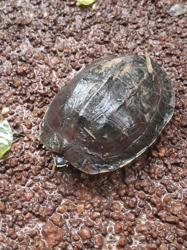 Khorat Snail-eating Turtle