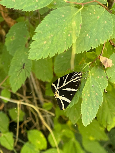 Jersey Tiger