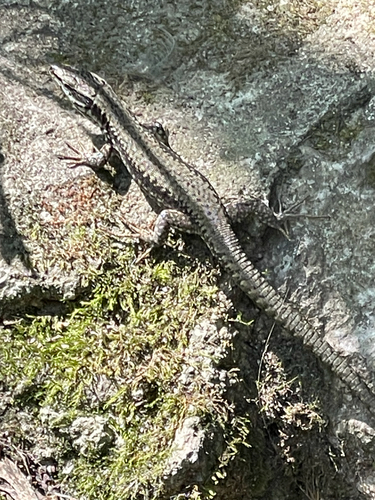 Common Wall Lizard