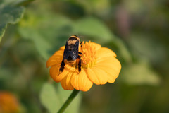 Centris flavofasciata