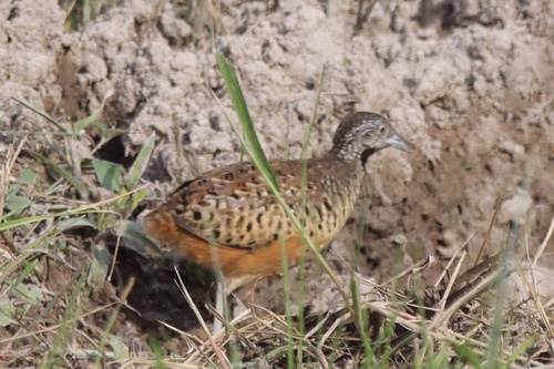 Barred Buttonquail