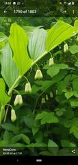 Polygonatum × hybridum