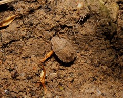 Sciocoris homalonotus