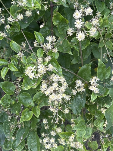 Old man's beard