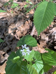 Alliaria petiolata