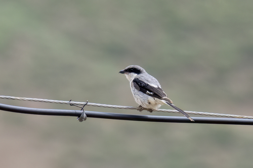 Giant Shrike