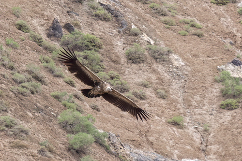 Himalayan Griffon