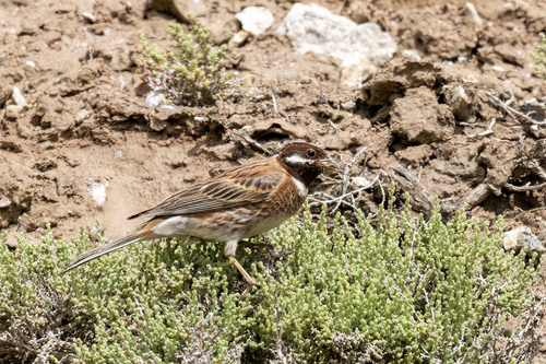 Pine Bunting