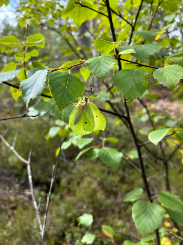Common Brimstone