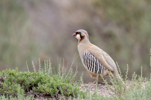 Przevalski's Partridge