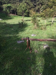 Lampropeltis micropholis