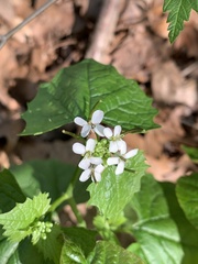 Alliaria petiolata