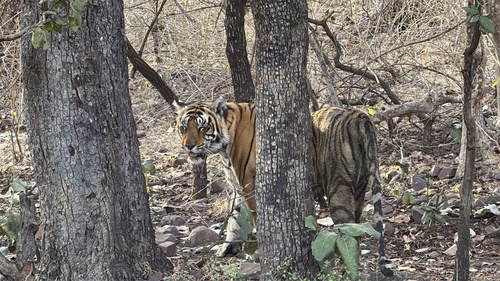 Bengal Tiger
