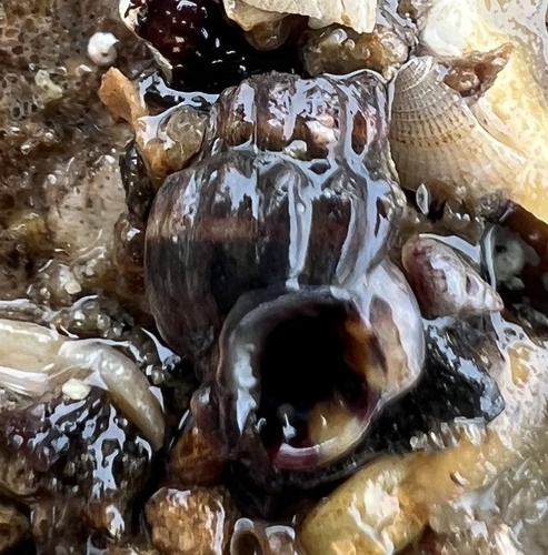 Nassarius fraterculus, 2026-08-06