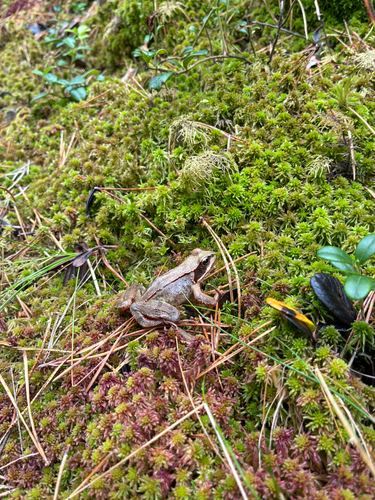European Common Frog