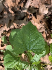Alliaria petiolata