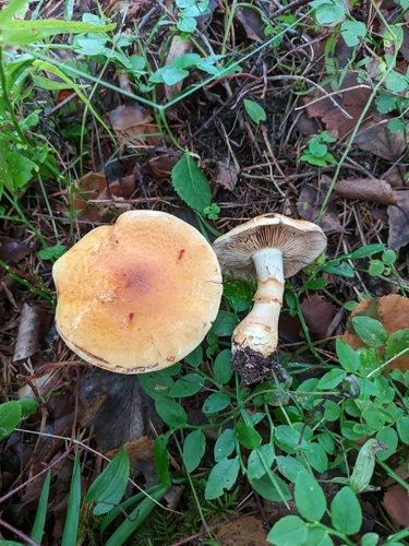 birch webcap