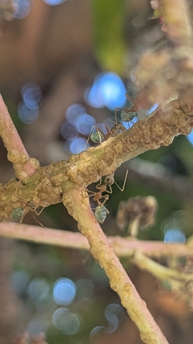 Asian Weaver Ant