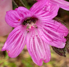 Sidalcea malviflora malviflora