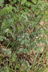 Podosphaera ferruginea